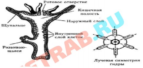 Даркмаркет